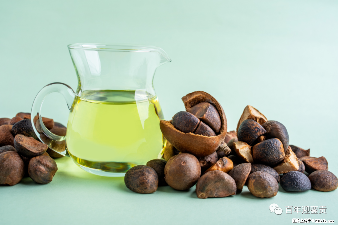 揭秘茶油的5大核心营养成分！被称为人体健康的“守护盾”！ - 沈阳生活资讯 - 沈阳28生活网 sy.28life.com