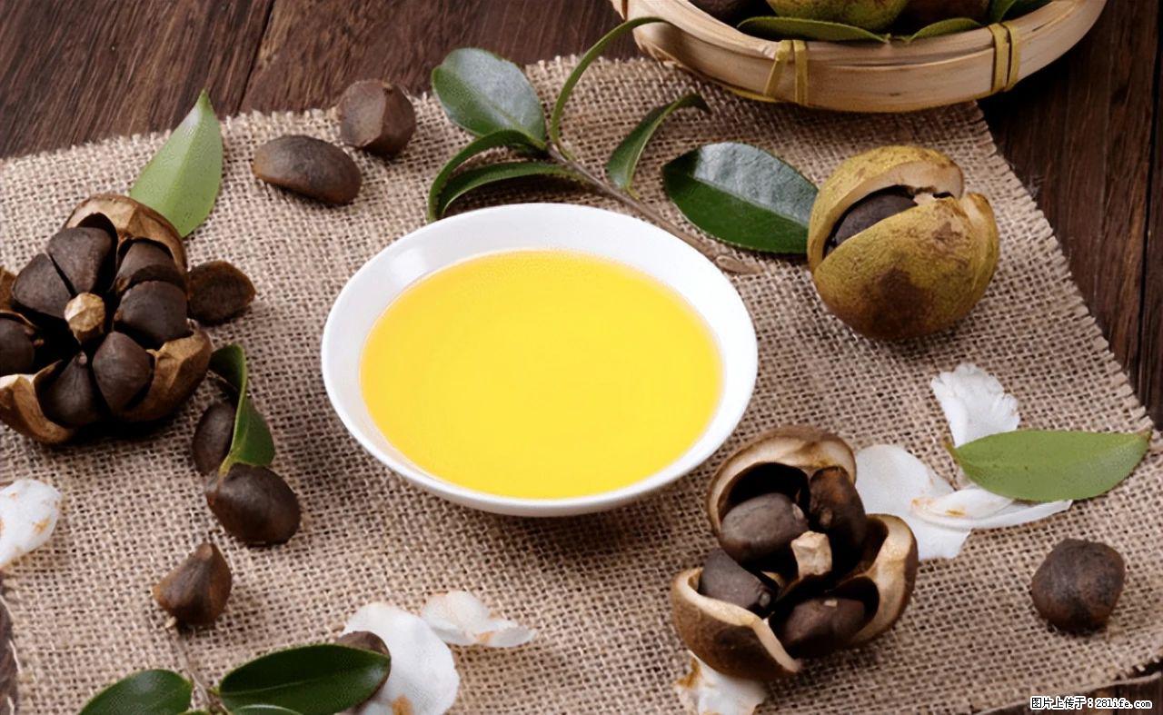 揭秘茶油的5大核心营养成分！被称为人体健康的“守护盾”！ - 沈阳生活资讯 - 沈阳28生活网 sy.28life.com