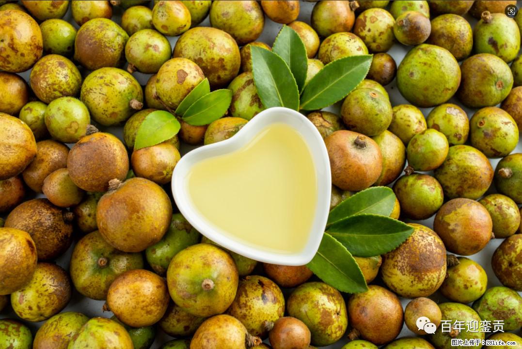 世界没有真相，只有认知，最好的食用油是中国的山茶油！ - 沈阳生活资讯 - 沈阳28生活网 sy.28life.com