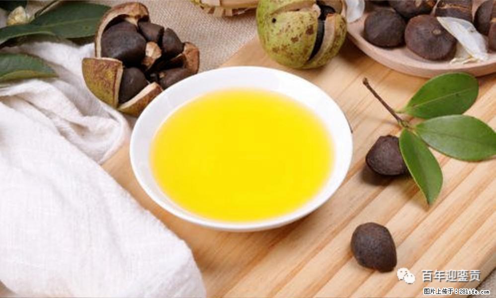 世界没有真相，只有认知，最好的食用油是中国的山茶油！ - 沈阳生活资讯 - 沈阳28生活网 sy.28life.com