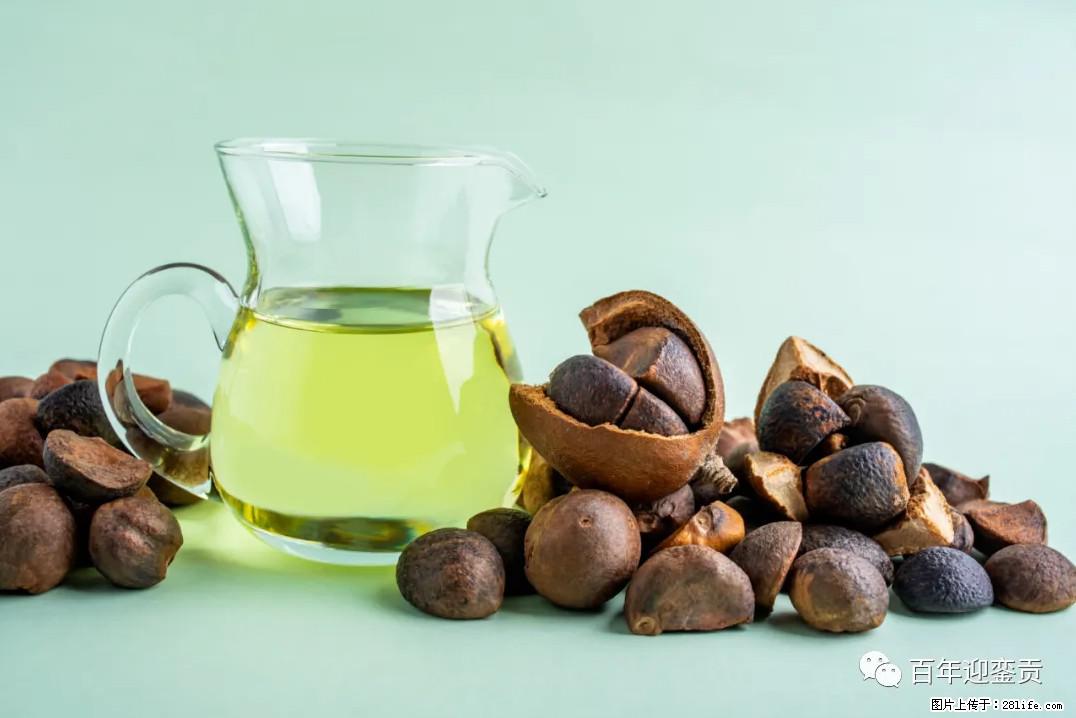 世界没有真相,只有认知,最好的食用油是中国的山茶油! - 沈阳生活资讯 - 沈阳28生活网 sy.28life.com