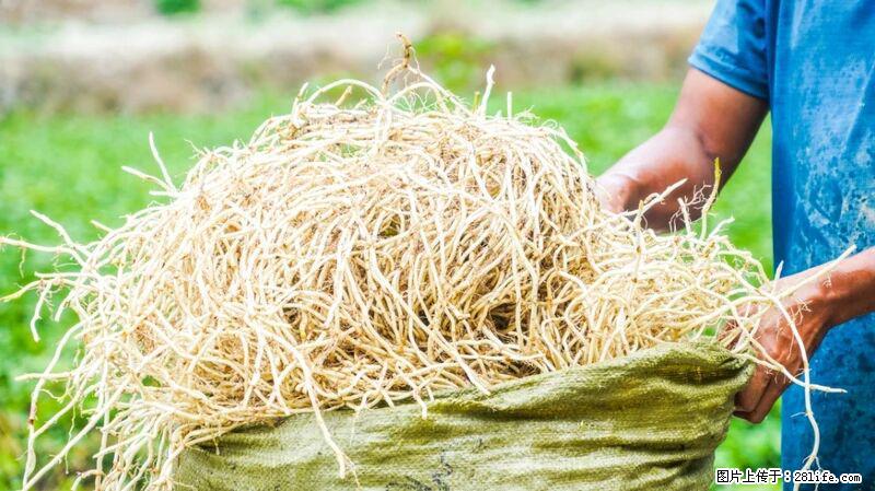 堪称“最难吃”的蔬菜，却是 “抗辐射神器”，还能护肺、清热、止咳化痰！ - 沈阳生活资讯 - 沈阳28生活网 sy.28life.com