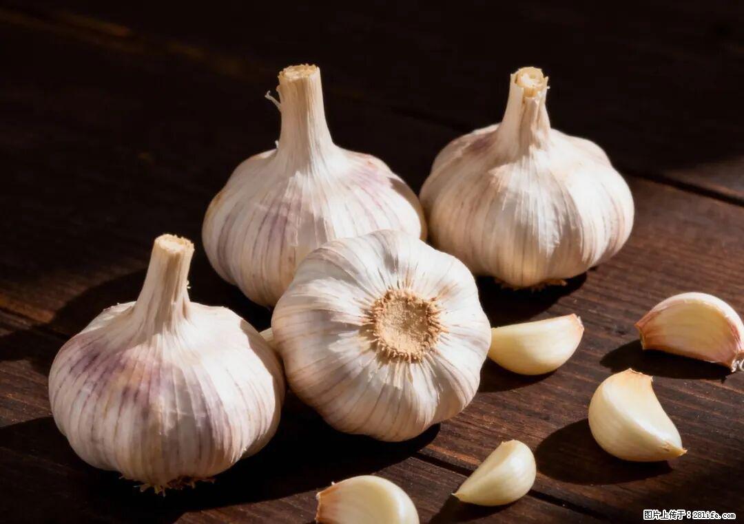 关于大蒜，除了“天然抗生素”，这4个谣言更该警惕! - 沈阳生活资讯 - 沈阳28生活网 sy.28life.com