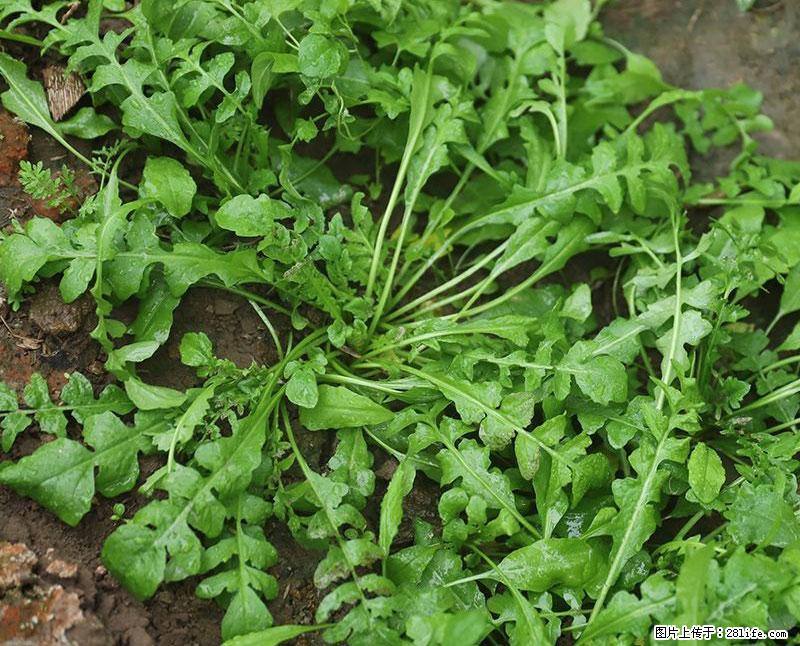 这些蔬菜是“天然钙片”，这6种被医生重点推荐 - 沈阳生活资讯 - 沈阳28生活网 sy.28life.com