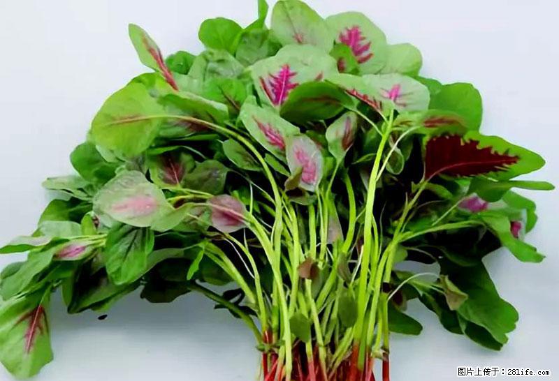 这些蔬菜是“天然钙片”，这6种被医生重点推荐 - 沈阳生活资讯 - 沈阳28生活网 sy.28life.com